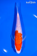 6.5" GINRIN KOHAKU