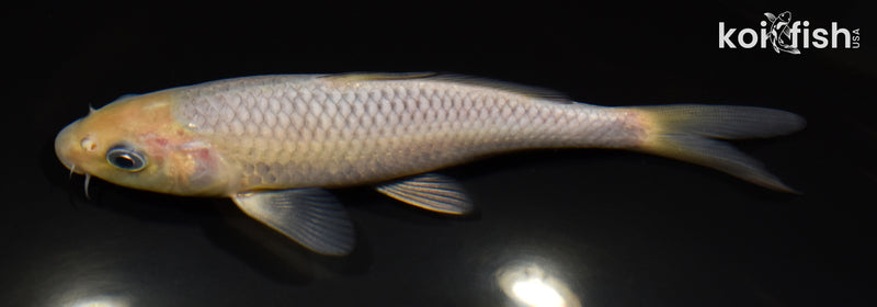 6.5" SORAGOI