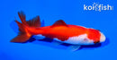 5" SARASA WAKIN GOLDFISH