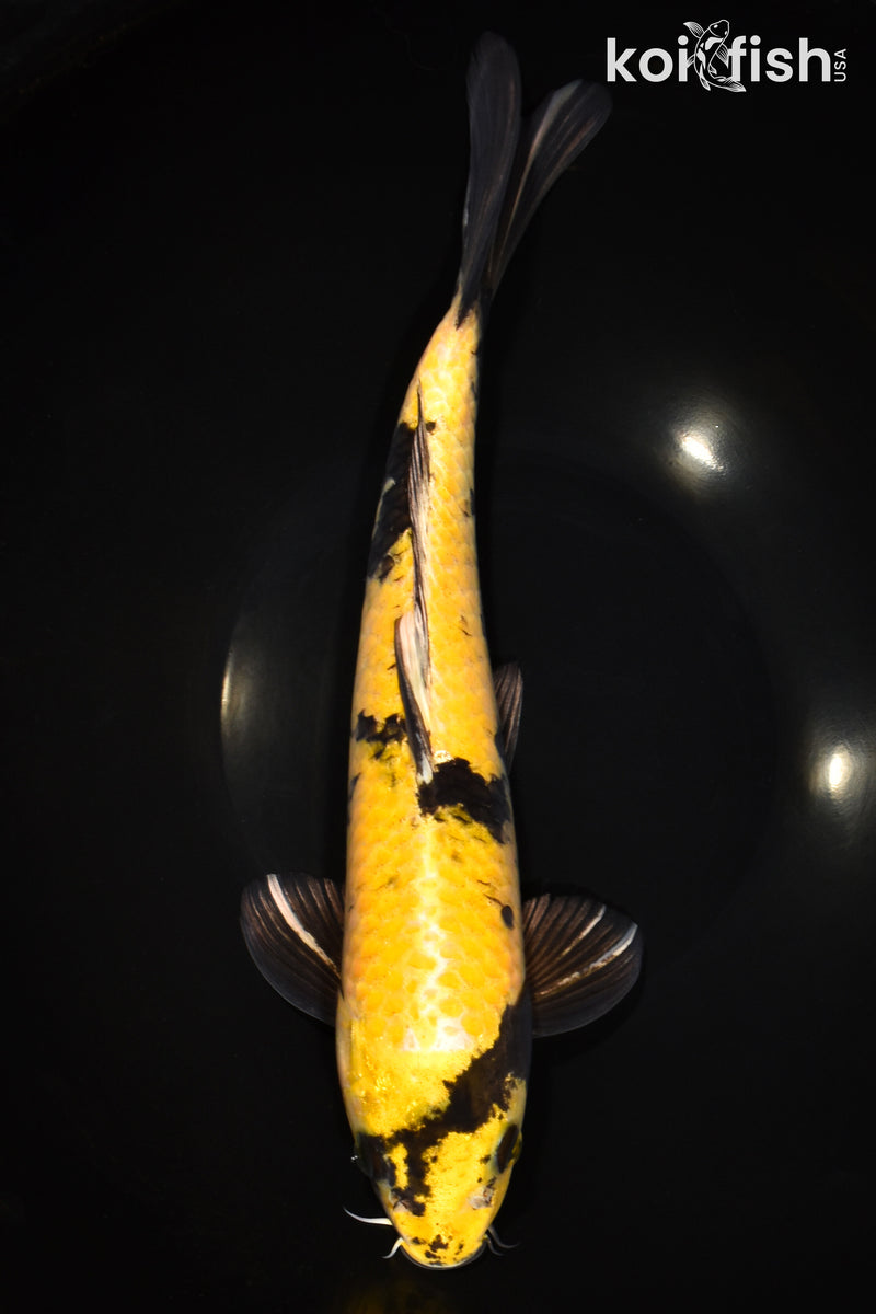 13.5" KI UTSURI