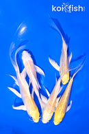 PACK OF (5) 4-5.5" YELLOW BUTTERFLY KOI