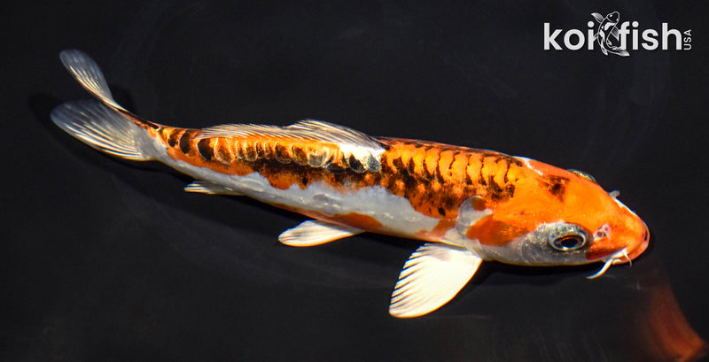 7.25" ARAGOKE BENI KIKOKURYU