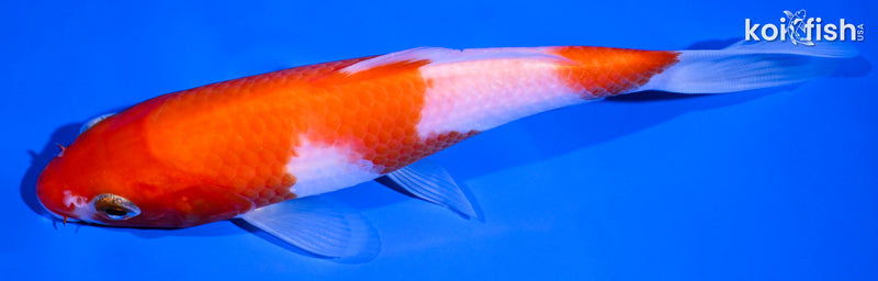 5.5" NIDAN KOHAKU