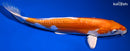 11" KIKUSUI