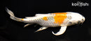 7.75" KUJAKU BUTTERFLY
