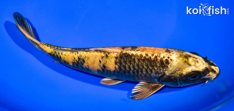 7.75" KIN KI UTSURI