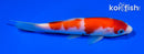 5.5" KOHAKU