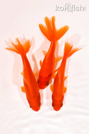 PACK OF (3) 4.25-4.5" WAKIN GOLDFISH