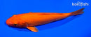 6.5" ORENJI OGON