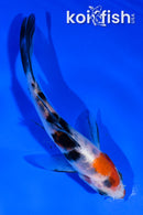 4" SANKE BUTTERFLY