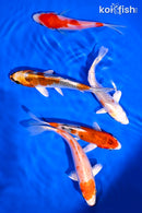 PACK OF (5) 4-5" STANDARD KOI