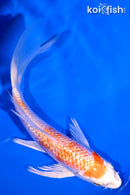 5" GINRIN HARIWAKE BUTTERFLY