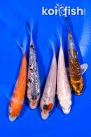 PACK OF (5) 4-4.25" STANDARD KOI