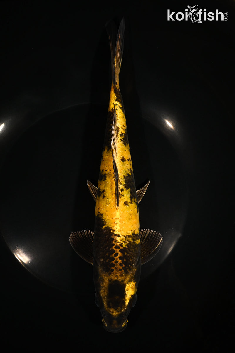 9" KIN KI UTSURI