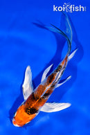 5" YAMATO NISHIKI  BUTTERFLY