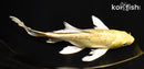 8" GINRIN YAMABUKI OGON BUTTERFLY