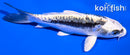 5.5" KIKOKURYU