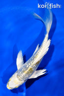 4.5" GINRIN KUJAKU BUTTERFLY