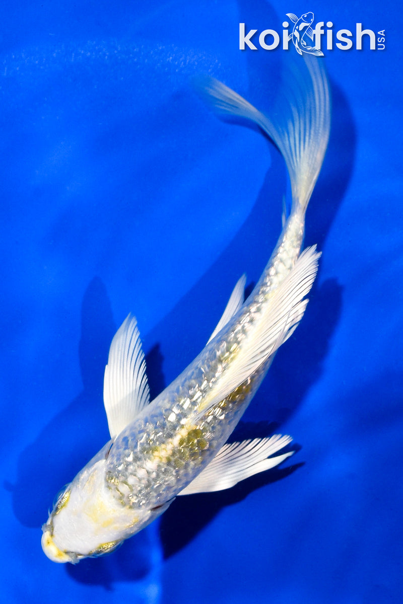 4.5" GINRIN KUJAKU BUTTERFLY