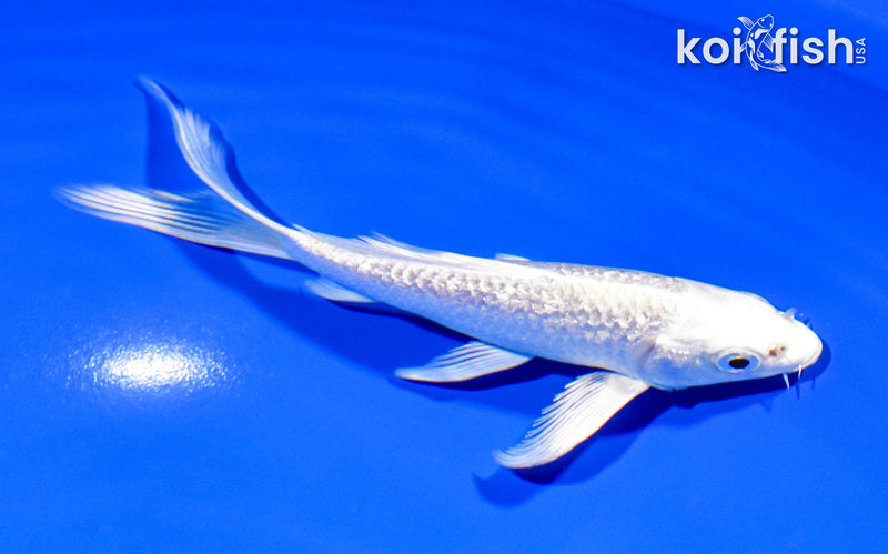 5.25" GINRIN PLATINUM OGON BUTTERFLY