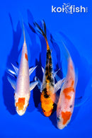 PACK OF (3) 4.25" BUTTERFLY KOI