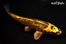 6.75" GINRIN KIN ORENJI MATSUBA
