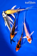 PACK OF (5) 4-5.5" BUTTERFLY KOI