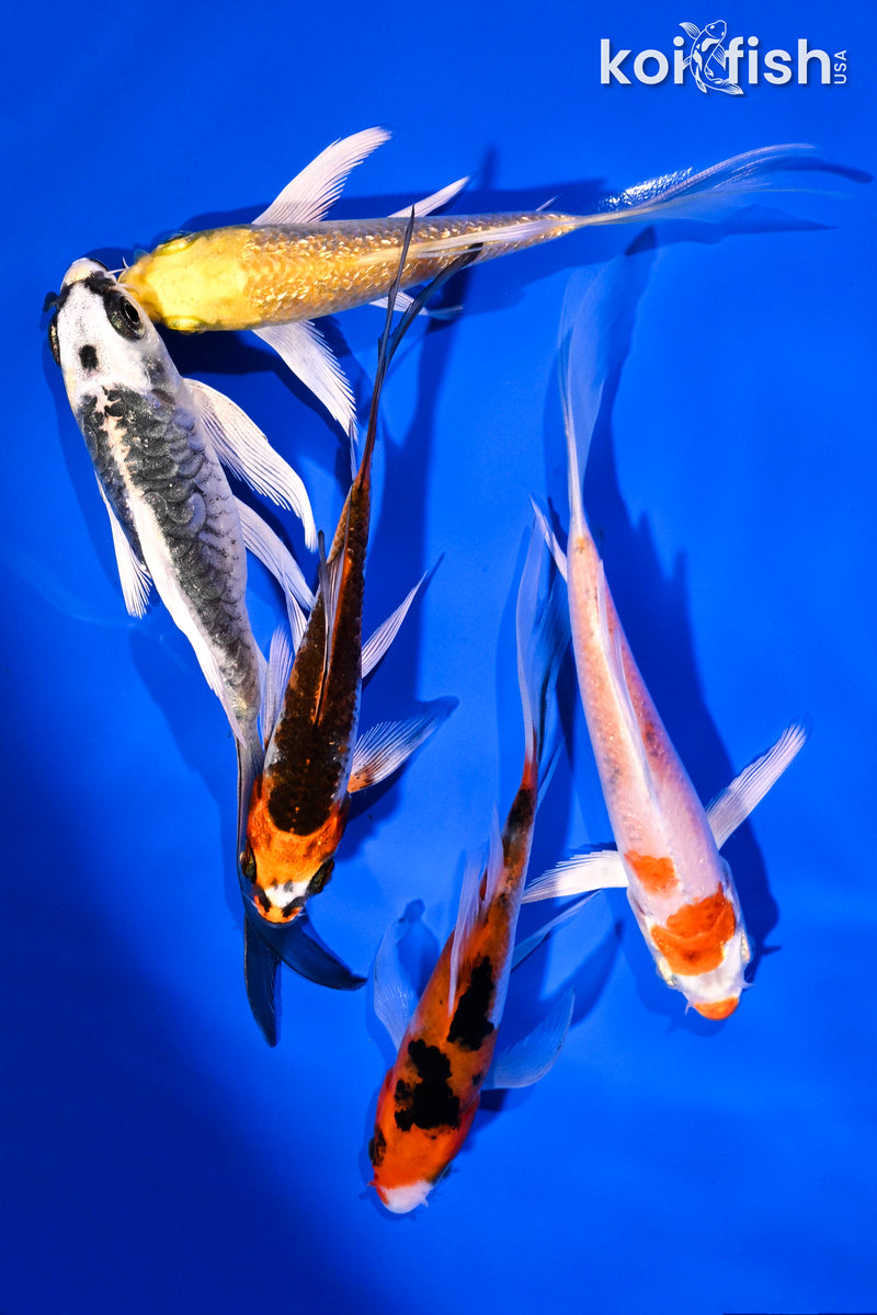 PACK OF (5) 4-5.5" BUTTERFLY KOI