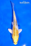 5.5" KUJAKU