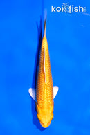 4" GINRIN YAMABUKI OGON