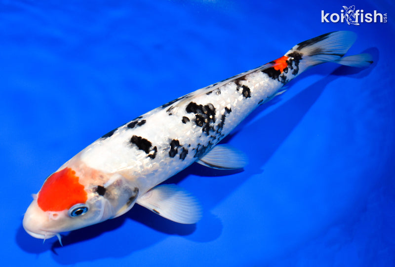 11.5" GINRIN MARUTEN SANKE