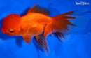 4.75" ORANDA GOLDFISH