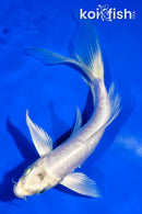 5.5" ARAGOKE PLATINUM OGON BUTTERFLY