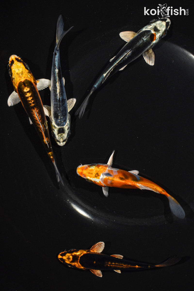 Pack of (5) 3.5-4.5" Standard Ghost Koi