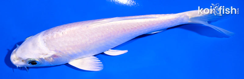 5.25" PLATINUM OGON