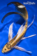 9.75" KIN KIKOKURYU BUTTERFLY