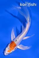 5" HEISEI NISHIKI BUTTERFLY