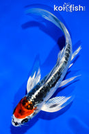 5.5" BENI KIKOKURYU BUTTERFLY