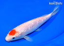 7" GINRIN MARUTEN KOHAKU