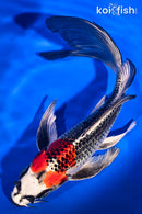 7.75" KUJAKU BUTTERFLY