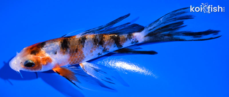 4.5" SANKE BUTTERFLY