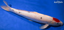 16.5" TANCHO SANKE