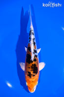 6.75" HEISEI NISHIKI