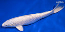 9.25" PLATINUM OGON