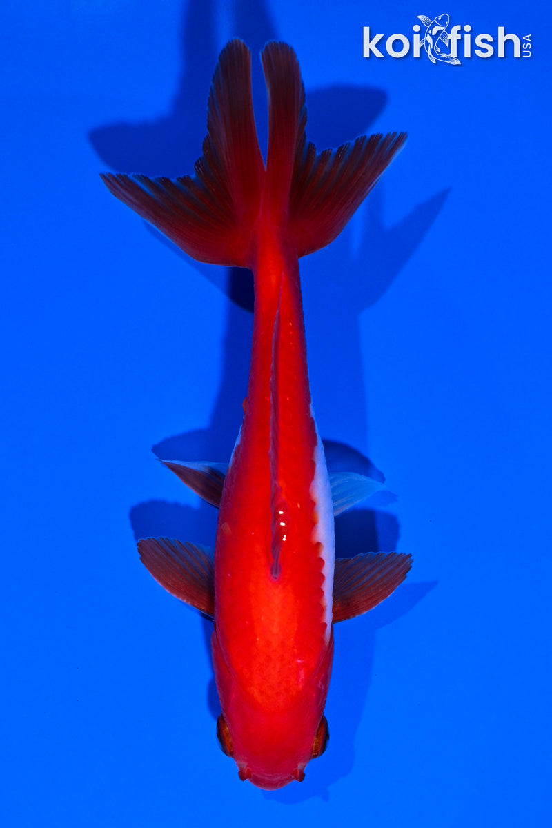 4.5" SARASA WAKIN GOLDFISH