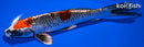 7.75" KUJAKU