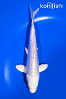 5" DOITSU PLATINUM OGON