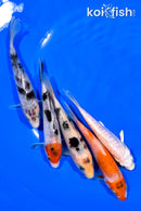 PACK OF (5) 4.25-4.75" STANDARD KOI