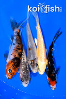 PACK OF (5) 3.75-4" STANDARD KOI