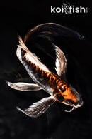 8.75" BENI KIKOKURYU BUTTERFLY